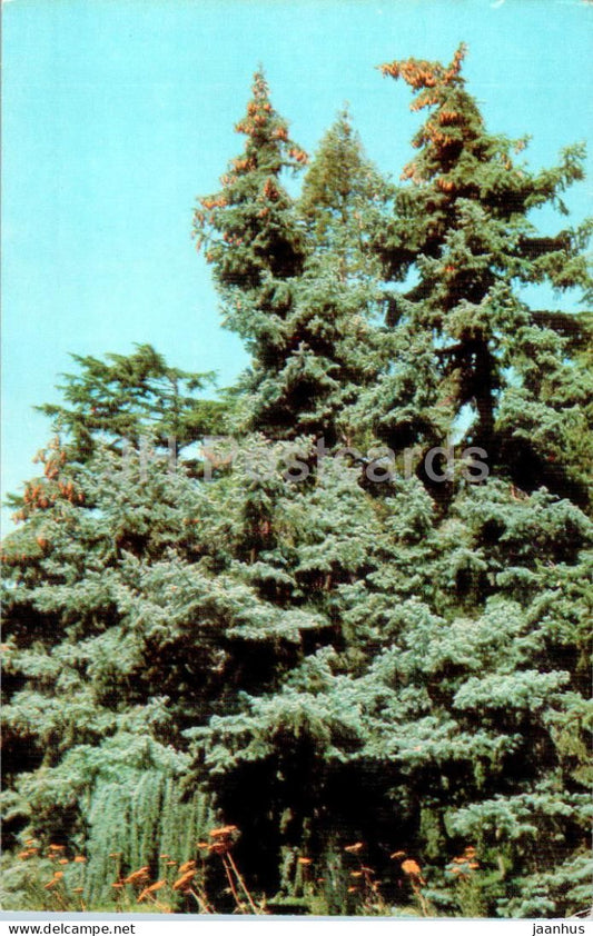 Nikitsky Botanical Garden - Spanish fir - Abies pinsapo - Crimea - 1974 - Ukraine USSR - unused - JH Postcards