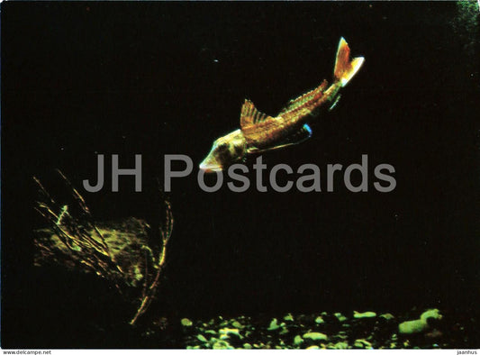 Oceanarium in Batumi - Captain Fish - fishes - Georgia - unused - JH Postcards