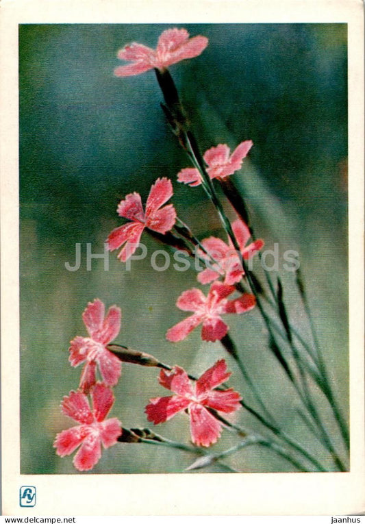 Carpathian Mountains - Karpaty - Mountain Flowers - 1962 - Ukraine USSR - unused - JH Postcards