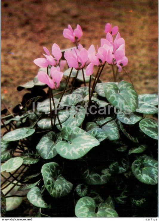 Houseplants - Purple cyclamen - Cyclamen europaeum - flowers - 1986 - Russia USSR - unused - JH Postcards