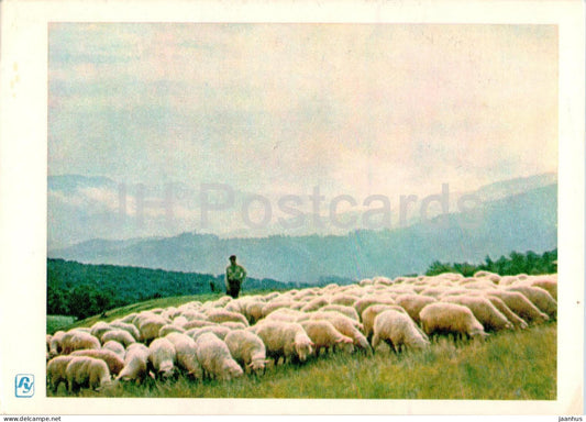 Carpathian Mountains - Karpaty - On Pasture - sheep - 1962 - Ukraine USSR - unused - JH Postcards