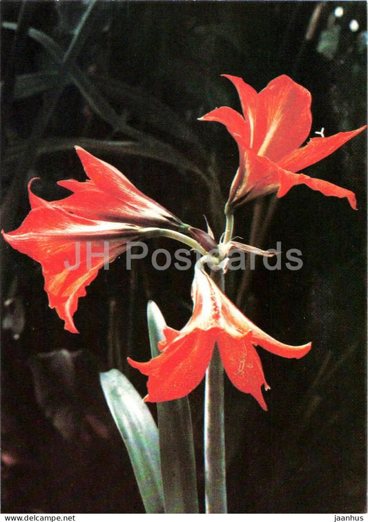 Houseplants - Amaryllis hybr. - flowers - 1986 - Russia USSR - unused - JH Postcards