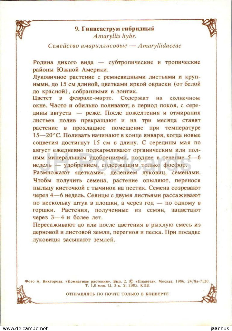 Zimmerpflanzen – Amaryllis-Hybride – Blüten – 1986 – Russland (UdSSR) – unbenutzt 