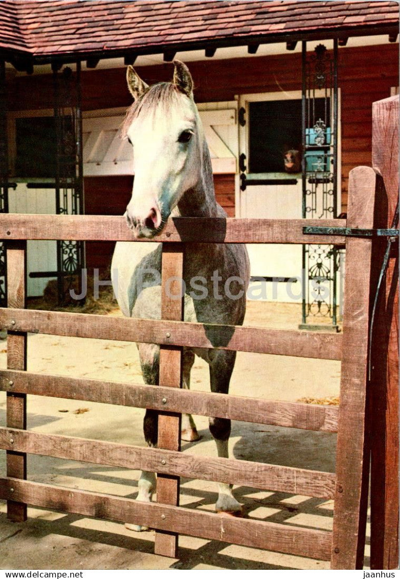 White horse in Stallion - horses - 255 - unused - JH Postcards