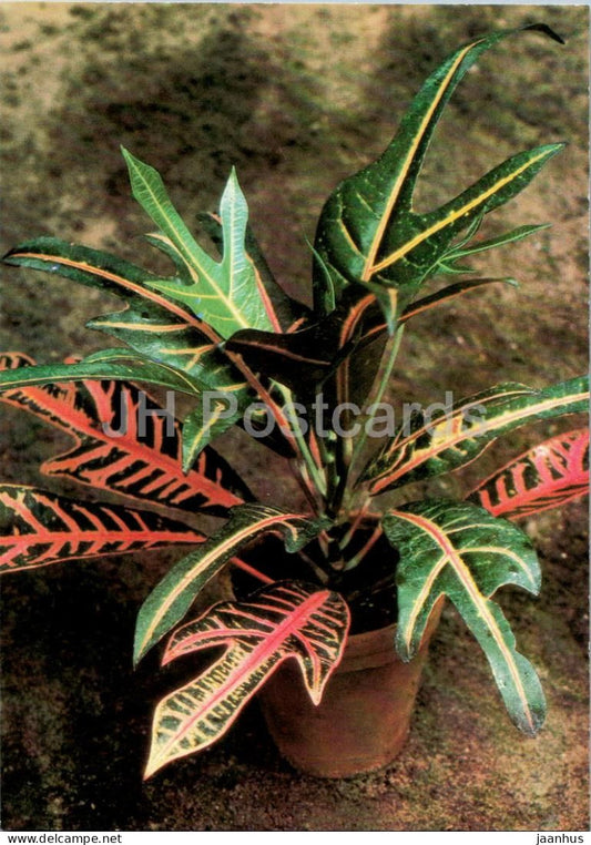 Houseplants - Croton - Codiaeum variegatum - flowers - 1986 - Russia USSR - unused - JH Postcards