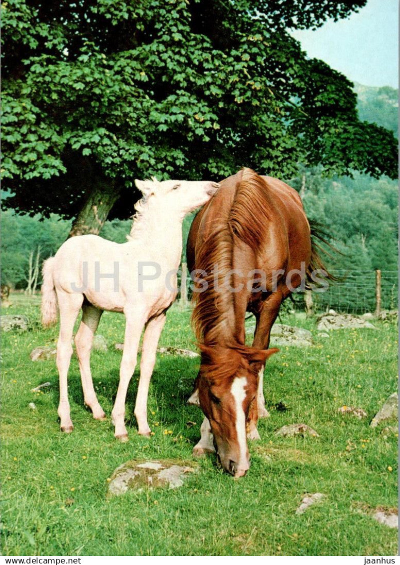 White and Brown horse - horses - 255 - unused - JH Postcards