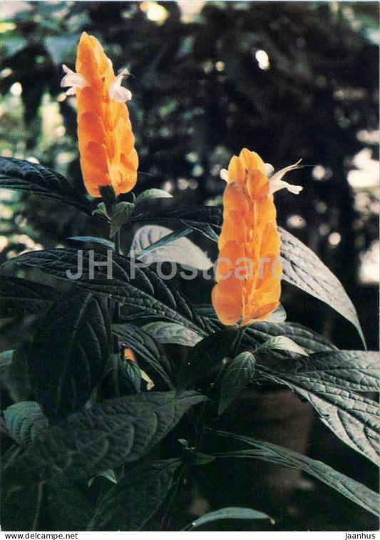 Houseplants - Lollipop plant - Pachystachys lutea - flowers - 1986 - Russia USSR - unused - JH Postcards