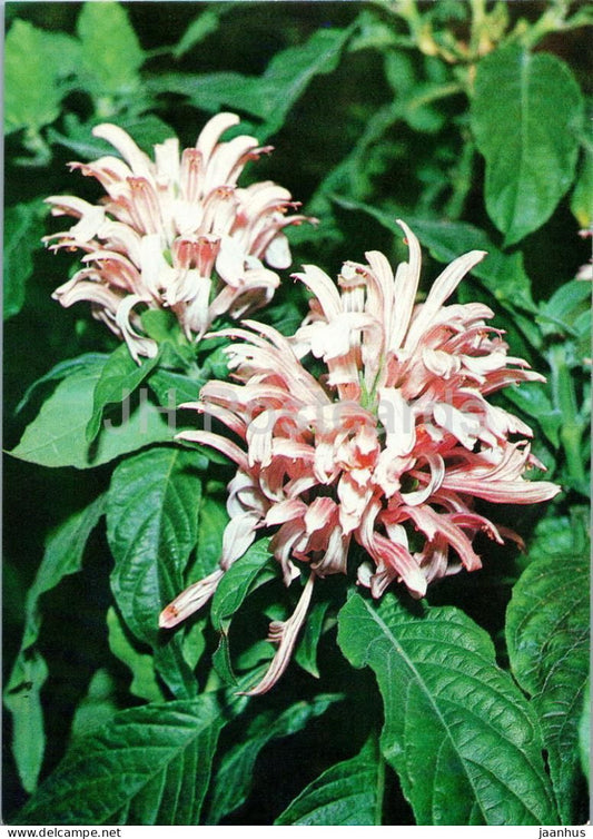 Houseplants - Brazilian plume flower - Jacobinia pohliana - flowers - 1986 - Russia USSR - unused - JH Postcards