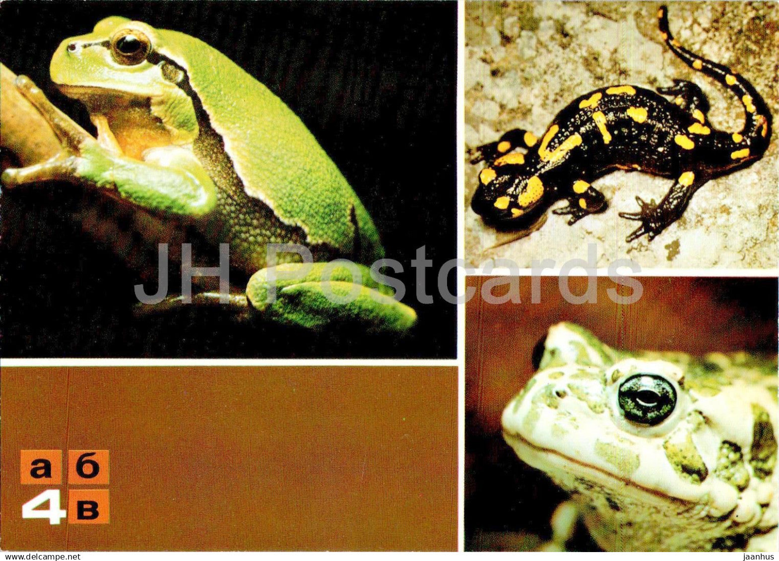 European tree frog - Fire salamander - European green toad - frog - Protected Animals - Russia USSR - unused - JH Postcards