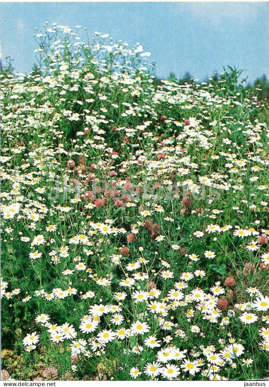 Seasons - Summer - white meadow flowers - 1984 - Russia USSR - unused - JH Postcards