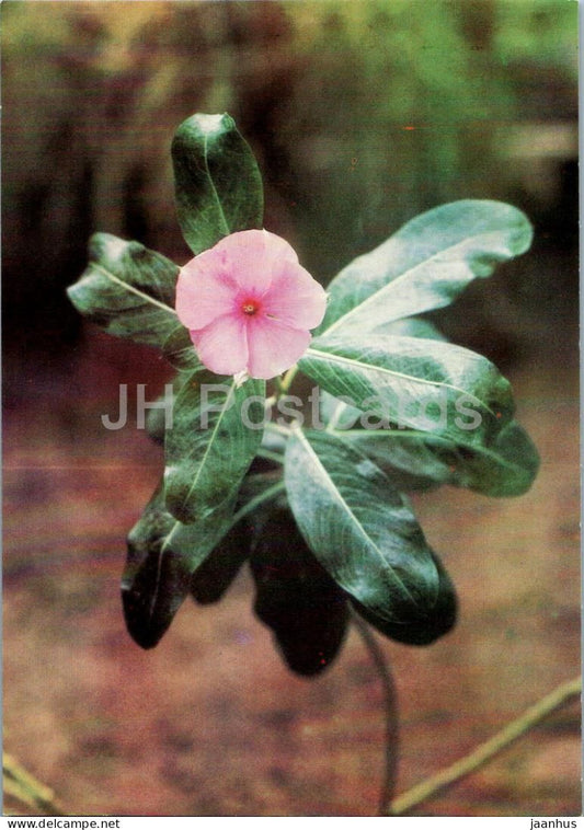 Houseplants - Madagascar Periwinkle - Catharanthus roseus - flowers - 1986 - Russia USSR - unused - JH Postcards