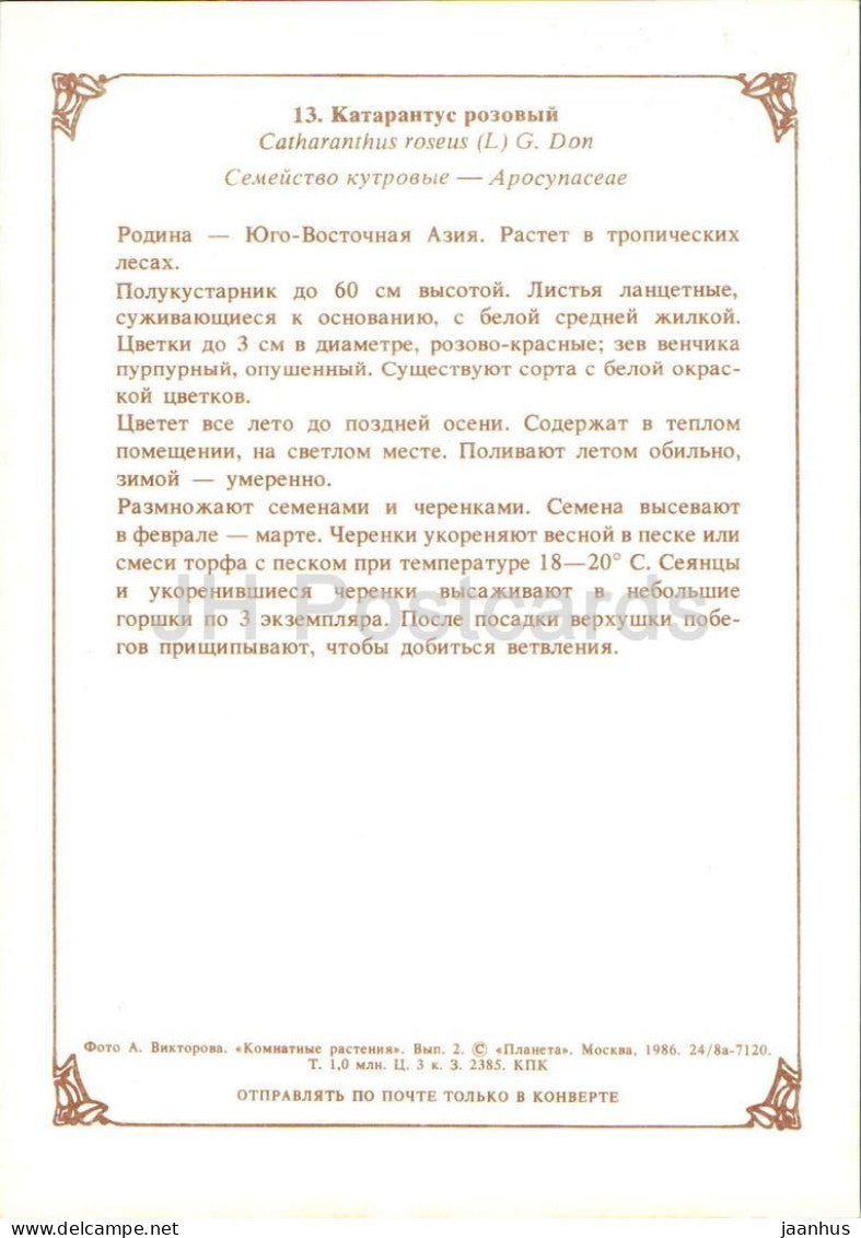 Zimmerpflanzen – Madagaskar-Immergrün (Catharanthus roseus) – Blüten – 1986 – Russland (UdSSR) – unbenutzt 