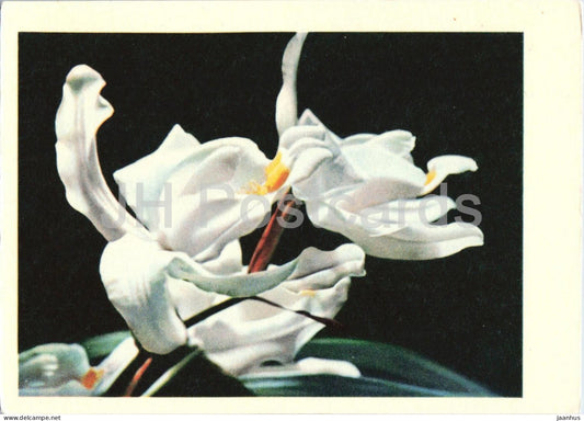 Coelogyne - Orchid - flowers - 1962 - Latvia USSR - unused - JH Postcards