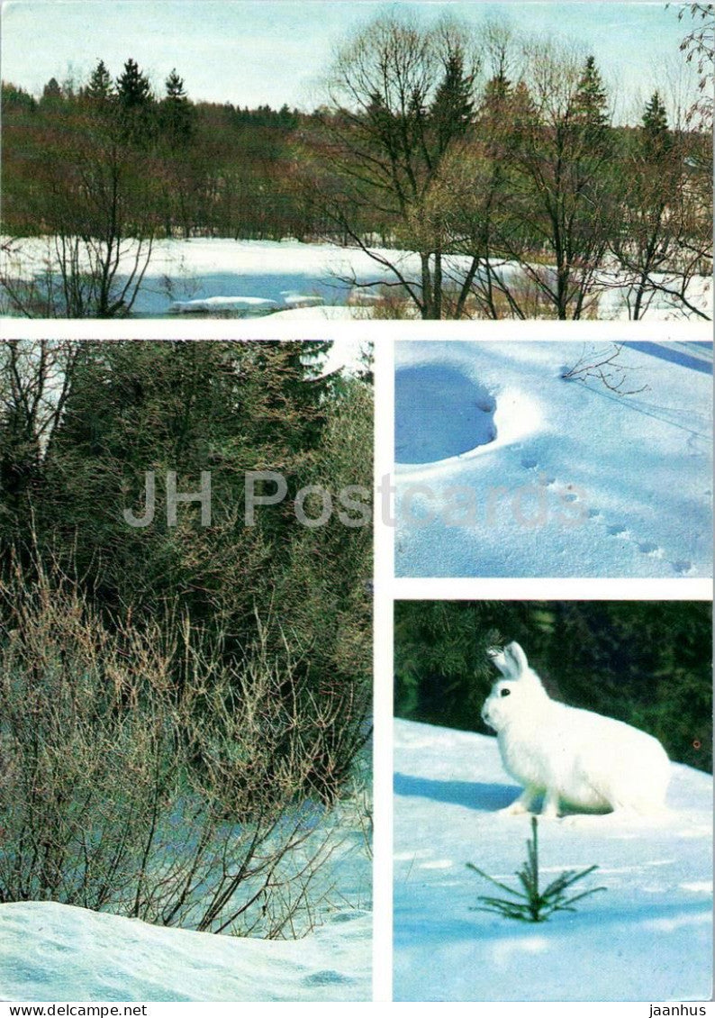 Seasons - Winter - nature - winter - forest - snow - hare - animals - 1984 - Russia USSR - unused - JH Postcards