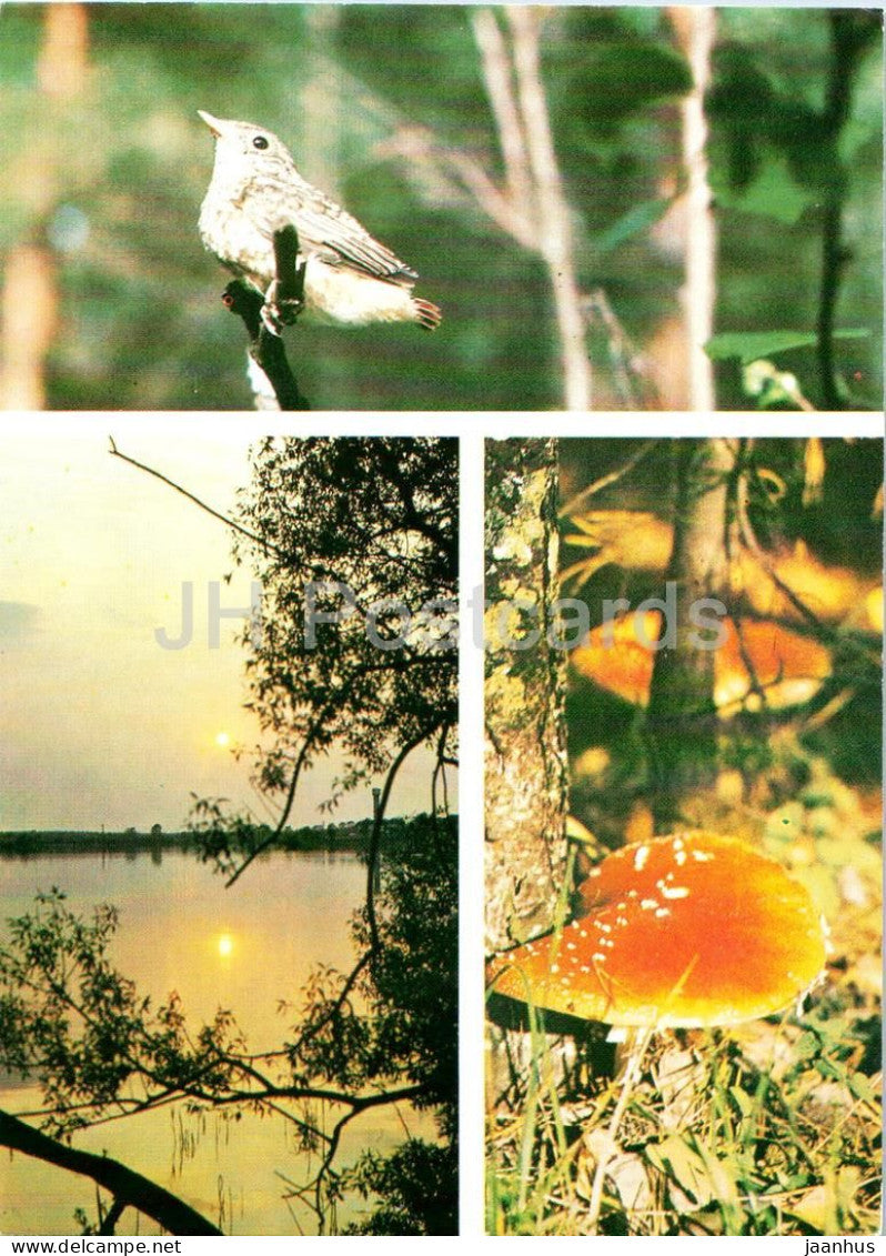 Seasons - Autumn - river at sunset - mushroom - forest bird - 1984 - Russia USSR - unused - JH Postcards
