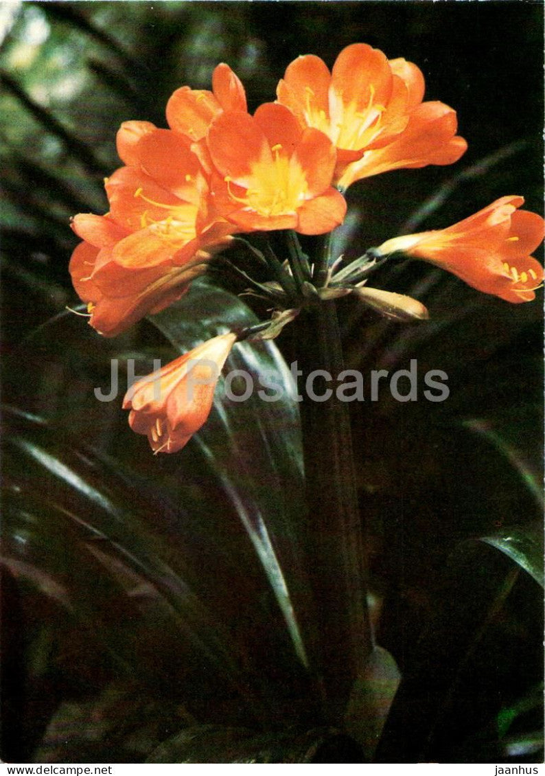 Houseplants - Natal lily - Clivia miniata - flowers - 1986 - Russia USSR - unused - JH Postcards