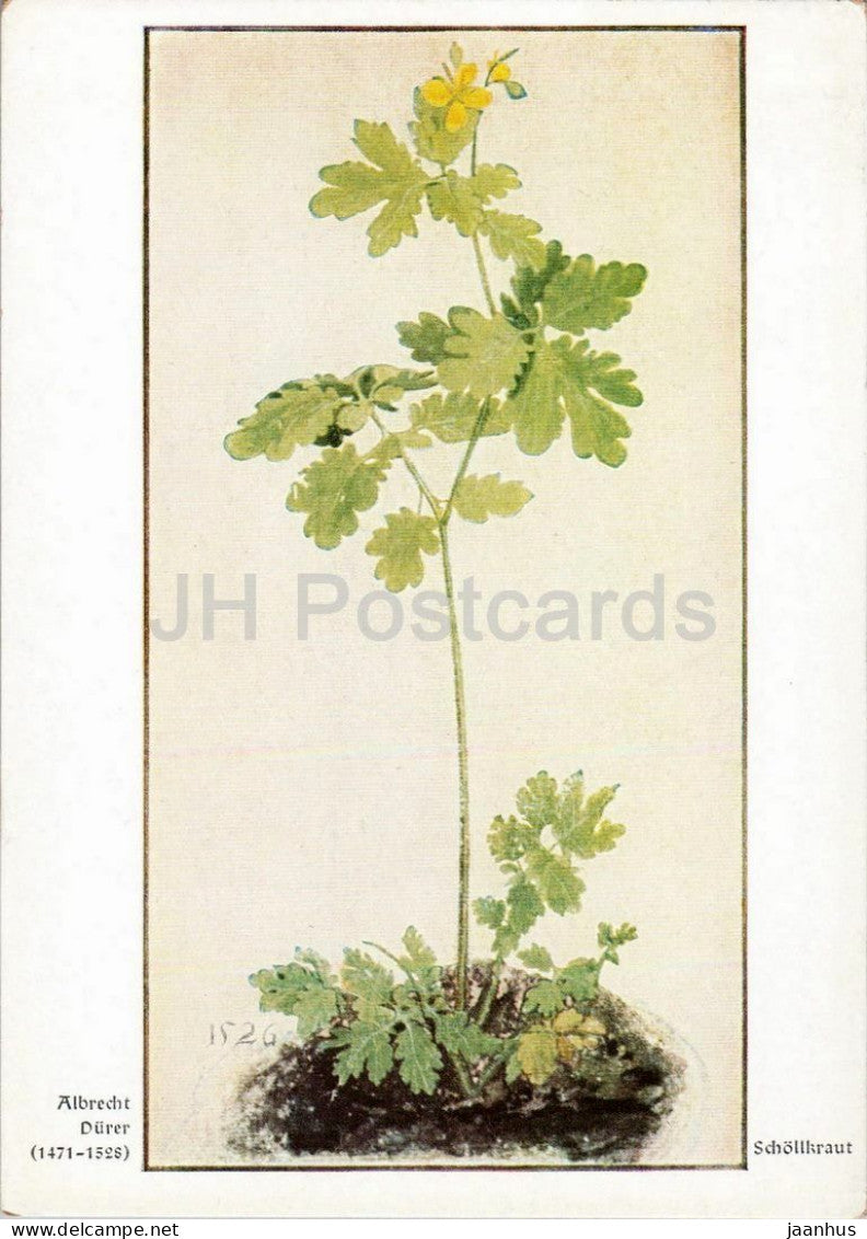 watercolor by Albrecht Durer - Schollkraut - Greater Celandine - plant - German art - 2021 - Germany - unused - JH Postcards