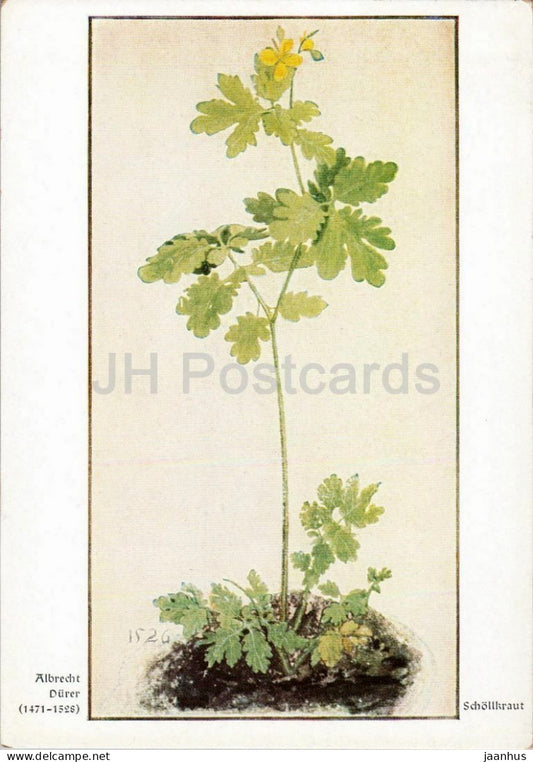 watercolor by Albrecht Durer - Schollkraut - Greater Celandine - plant - German art - 2021 - Germany - unused - JH Postcards