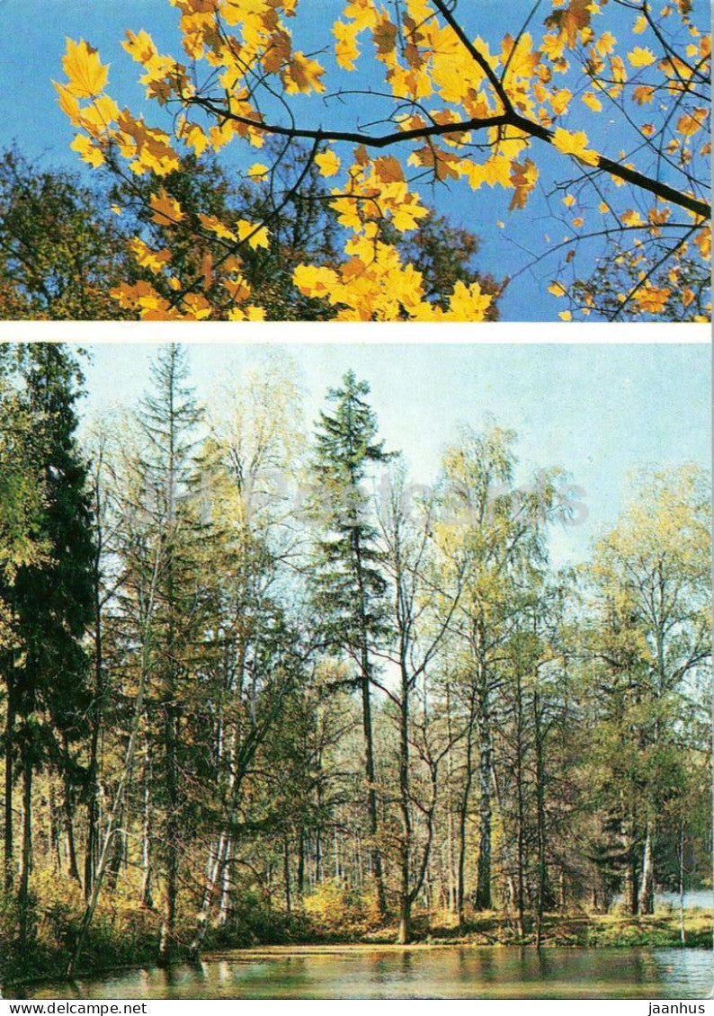 Seasons - Autumn - autumn forest - yellow leaves - 1984 - Russia USSR - unused - JH Postcards