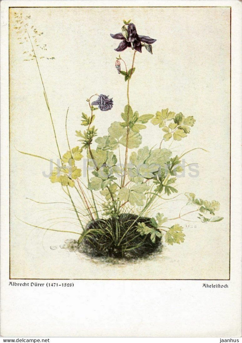 watercolor by Albrecht Durer - Akeleistock - Columbine - plant - German art - 2004 - Germany - unused - JH Postcards