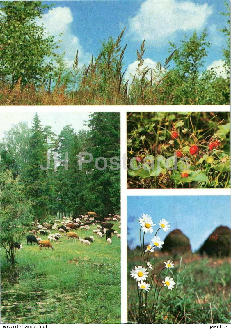 Seasons - Summer - meadow - herd - strawberries - daisies - haystacks - 1984 - Russia USSR - unused - JH Postcards
