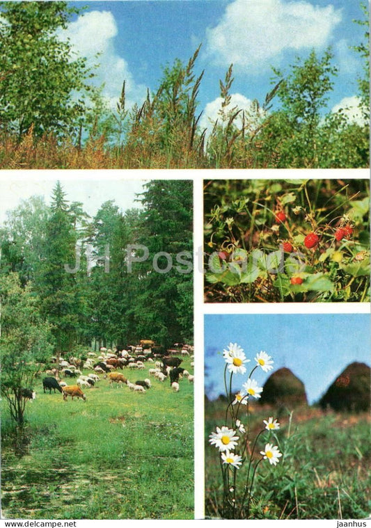 Seasons - Summer - meadow - herd - strawberries - daisies - haystacks - 1984 - Russia USSR - unused - JH Postcards