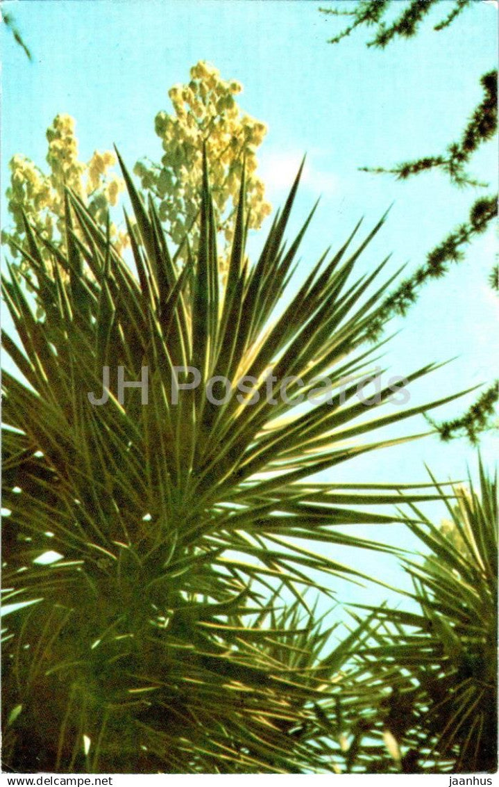 Nikitsky Botanical Garden - White Yucca - Crimea - 1968 - Ukraine USSR - unused - JH Postcards