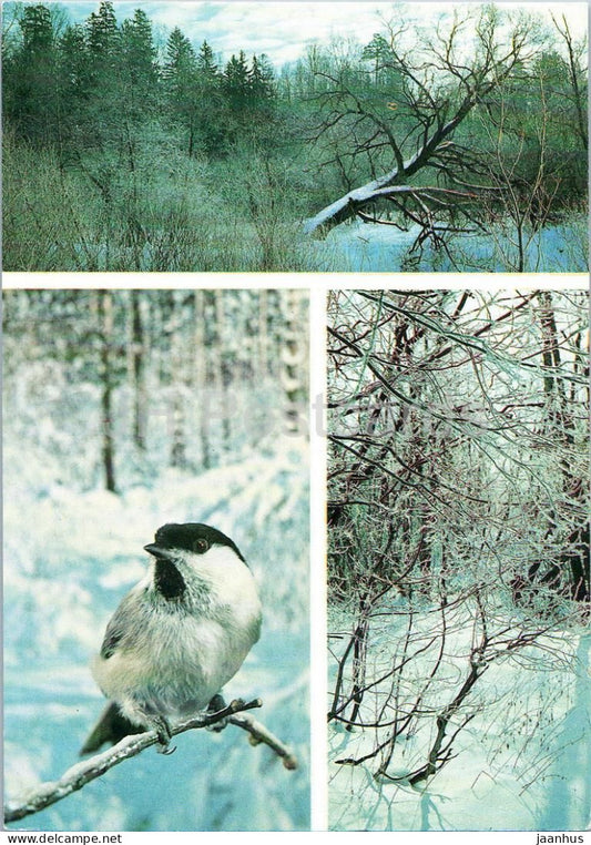 Seasons - Winter - winter landscape - frosty branches - bird perched on branch - 1984 - Russia USSR - unused - JH Postcards