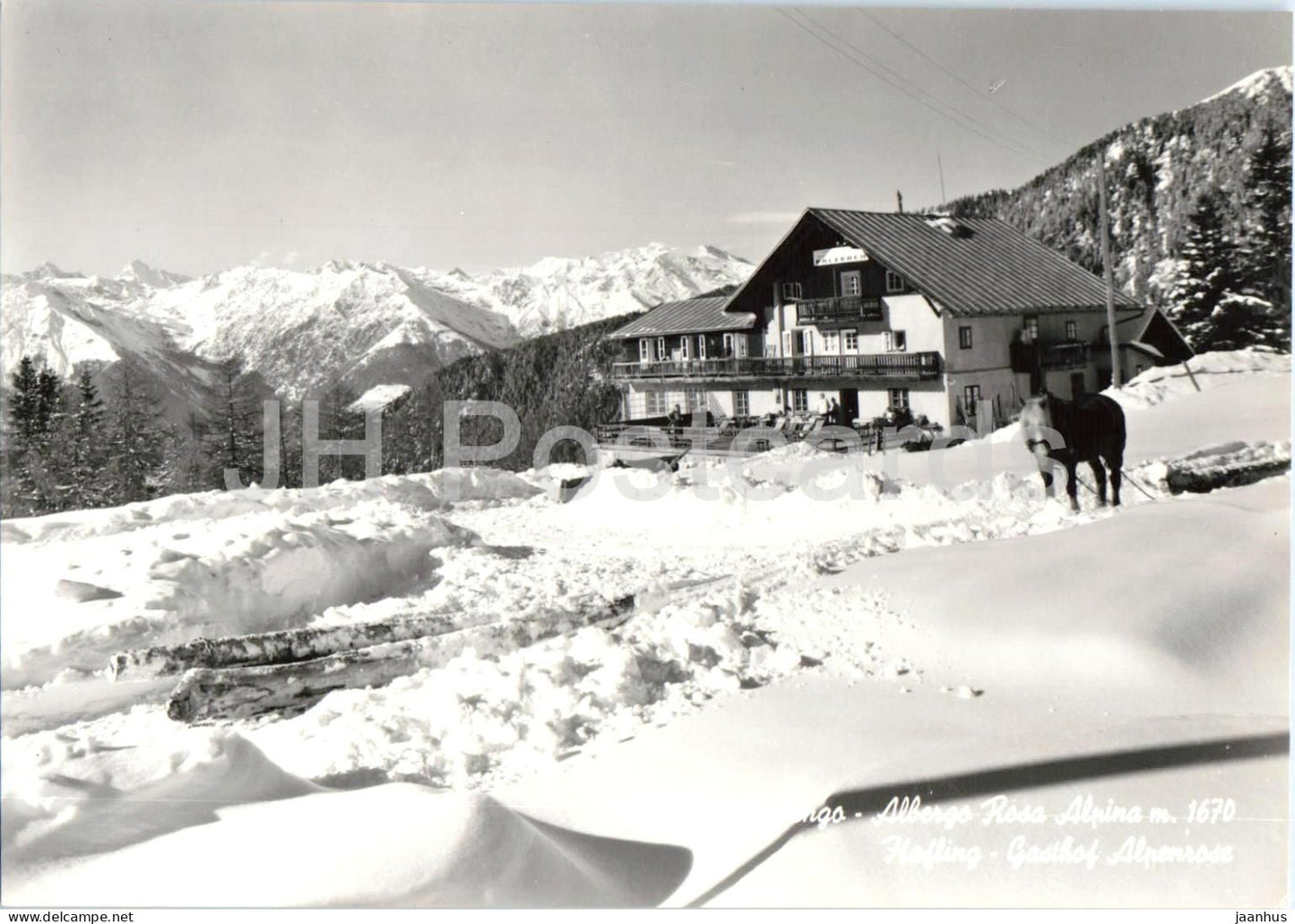 Avelengo - Albergo Rosa Alpina m. 1670 - Hafling - Gasthof - Alpenrose - horse - mountains old postcard - Italy - unused - JH Postcards