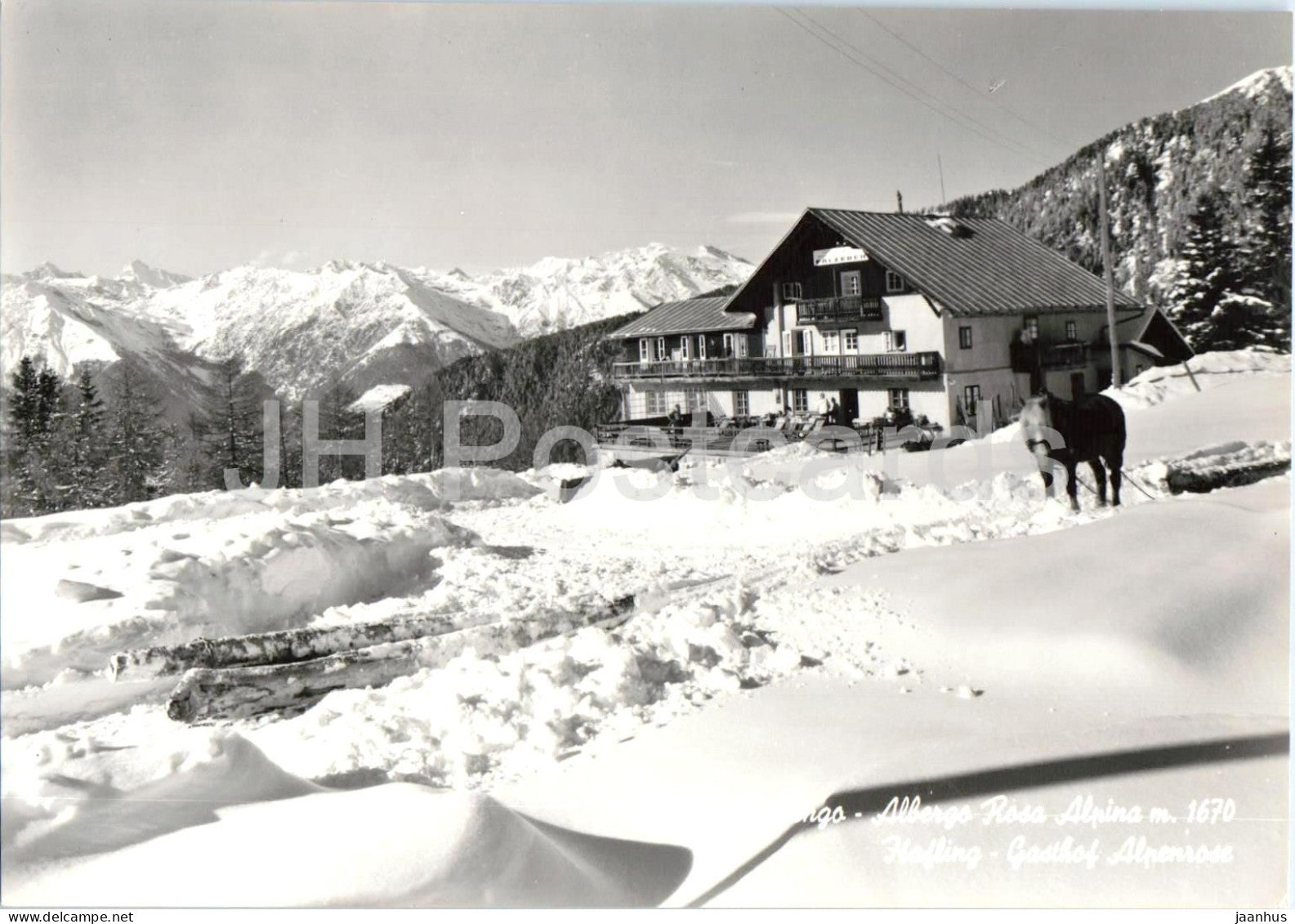 Avelengo - Albergo Rosa Alpina m. 1670 - Hafling - Gasthof - Alpenrose - horse - mountains old postcard - Italy - unused - JH Postcards