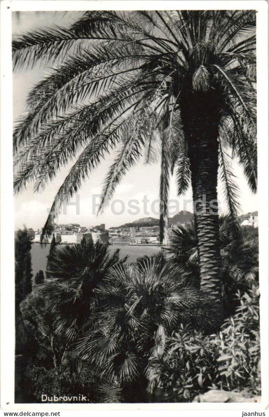 Dubrovnik - palms - sea view - coastal city - 153 - old postcard - Croatia - Yugoslavia - used - JH Postcards