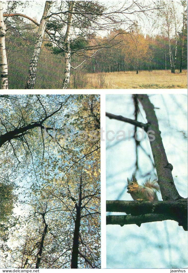 Seasons - Autumn - birch trees - forest path - squirrel on branch - animals - 1984 - Russia USSR - unused - JH Postcards