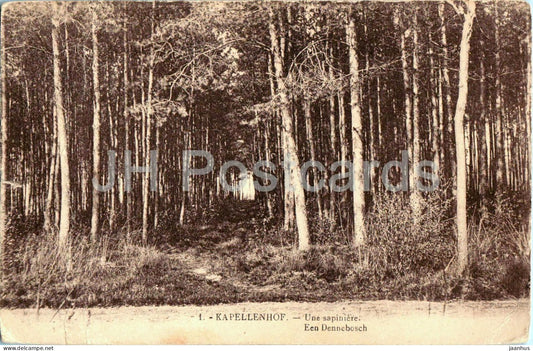Kapellenhof - Une sapiniere - Een Dennebosch - forest - pine trees - nature -1 - old postcard - 1927 - Belgium - used - JH Postcards