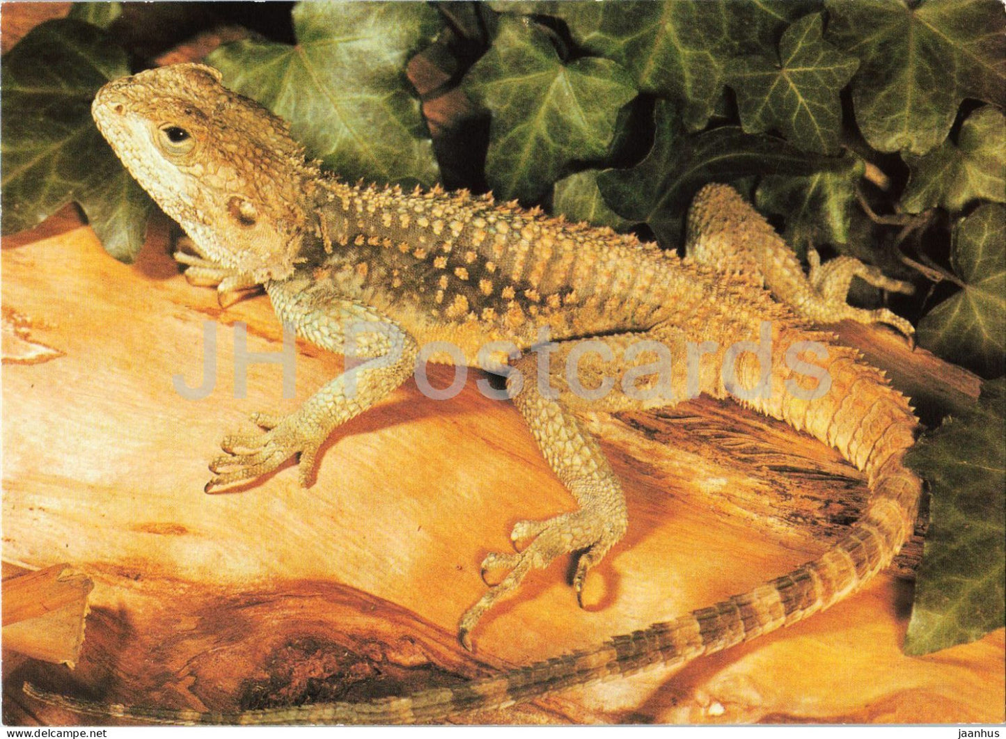 Starred agama - Laudakia stellio - Prague Zoo animals - 1980s - Czechoslovakia - unused - JH Postcards
