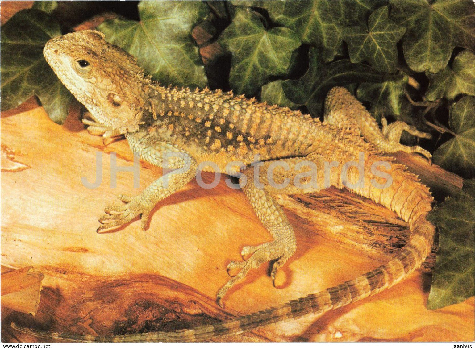 Starred agama - Laudakia stellio - Prague Zoo animals - 1980s - Czechoslovakia - unused - JH Postcards