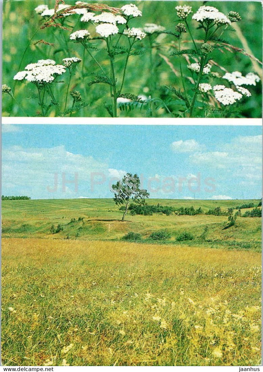 Seasons - Summer - landscape - summer field - flowers - 1984 - Russia USSR - unused - JH Postcards