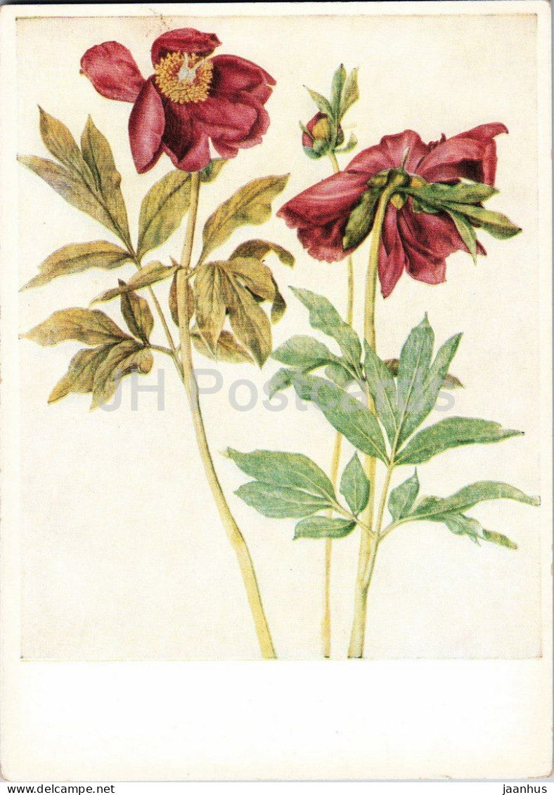 watercolor by Albrecht Durer - Peonies - Pfingstrosen - flowers - German art - old postcard - 1930s - Germany - unused - JH Postcards