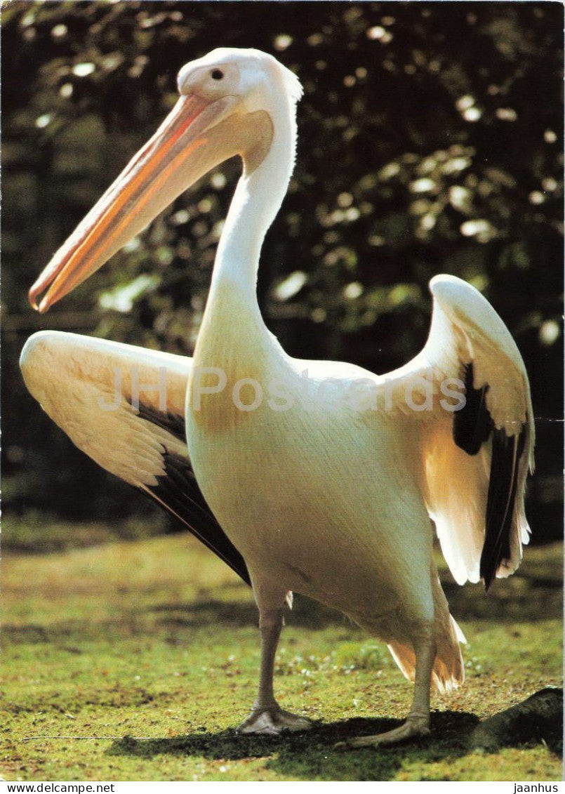 Great white pelican - Pelecanus onocrotalus - Prague Zoo birds - 1980s - Czechoslovakia - unused - JH Postcards