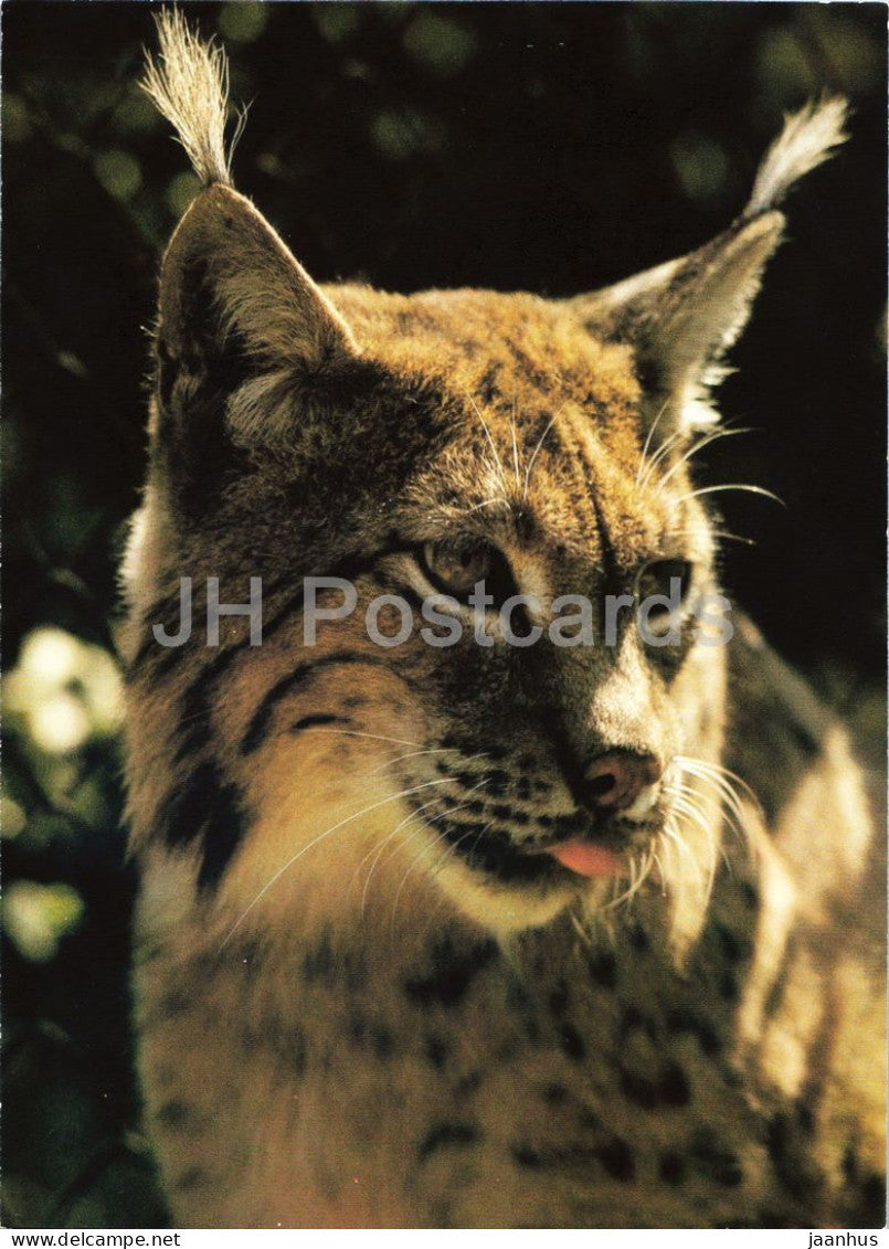 Eurasian lynx - Lynx lynx - Prague Zoo animals - 1980s - Czechoslovakia - unused - JH Postcards