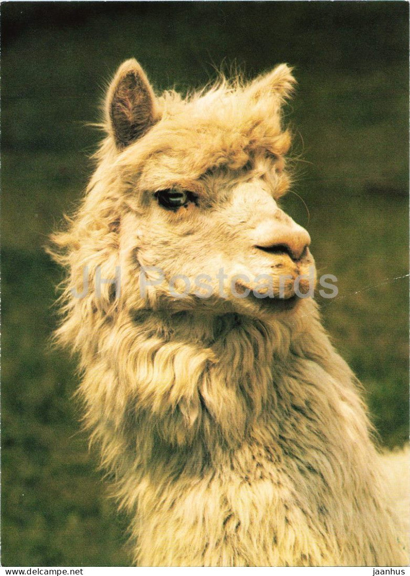 Alpaca - Lama pacos - Prague Zoo animals - 1980s - Czechoslovakia - unused - JH Postcards