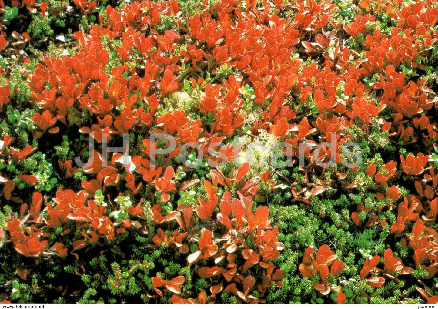 Solovetsky Islands - Alpine bearberry - Arctous alpina - Turist - Russia - unused - JH Postcards
