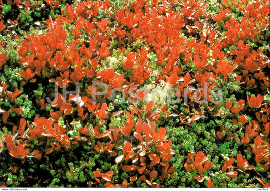 Solovetsky Islands - Alpine bearberry - Arctous alpina - Turist - Russia - unused - JH Postcards