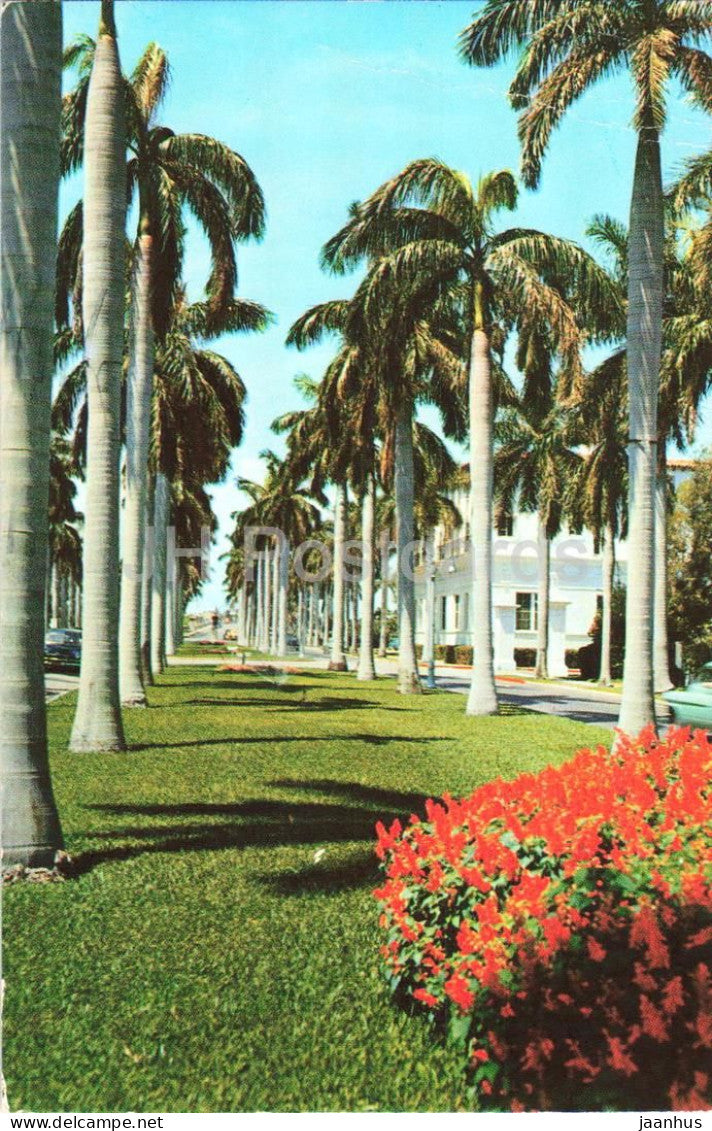 Avenue of magnificent Royal Palms typical of Southern Florida - 1983 - USA - used - JH Postcards