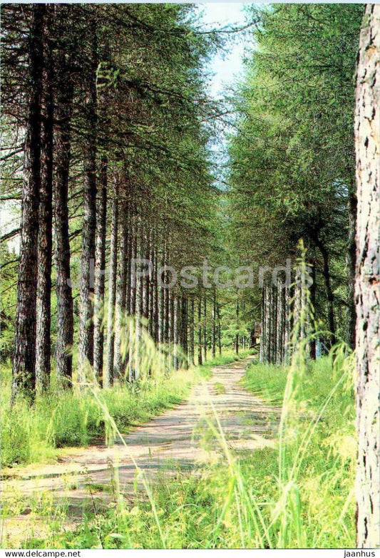 Solovetsky Islands - botanical garden - Larch Alley - Turist - Russia - unused - JH Postcards