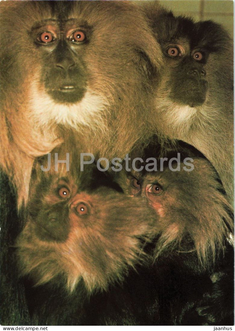 Lion tailed macaque - Macaca silenus - Prague Zoo animals - 1980s - Czechoslovakia - unused - JH Postcards