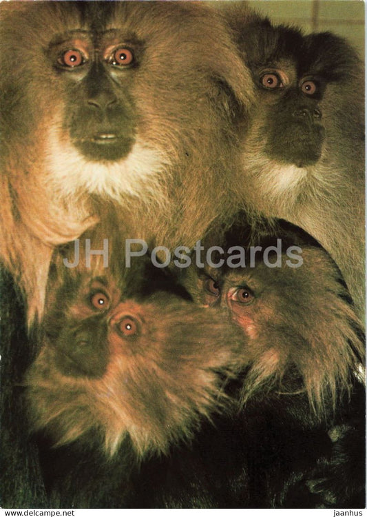 Lion tailed macaque - Macaca silenus - Prague Zoo animals - 1980s - Czechoslovakia - unused - JH Postcards