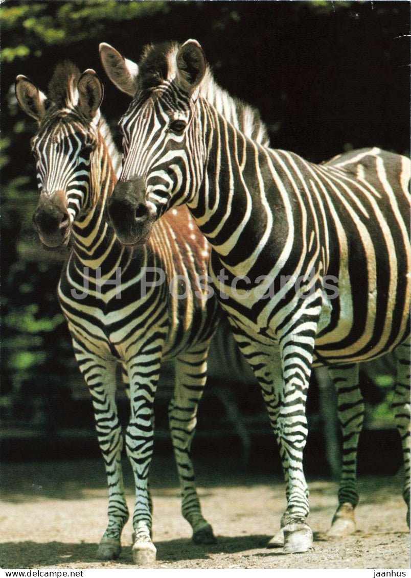 Chapmans zebra - Equus quagga chapmani - Prague Zoo animals - 1980s - Czechoslovakia - unused - JH Postcards