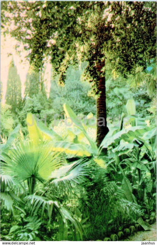 Nikitsky Botanical Garden - In a Lane - Crimea - 1968 - Ukraine USSR - unused - JH Postcards