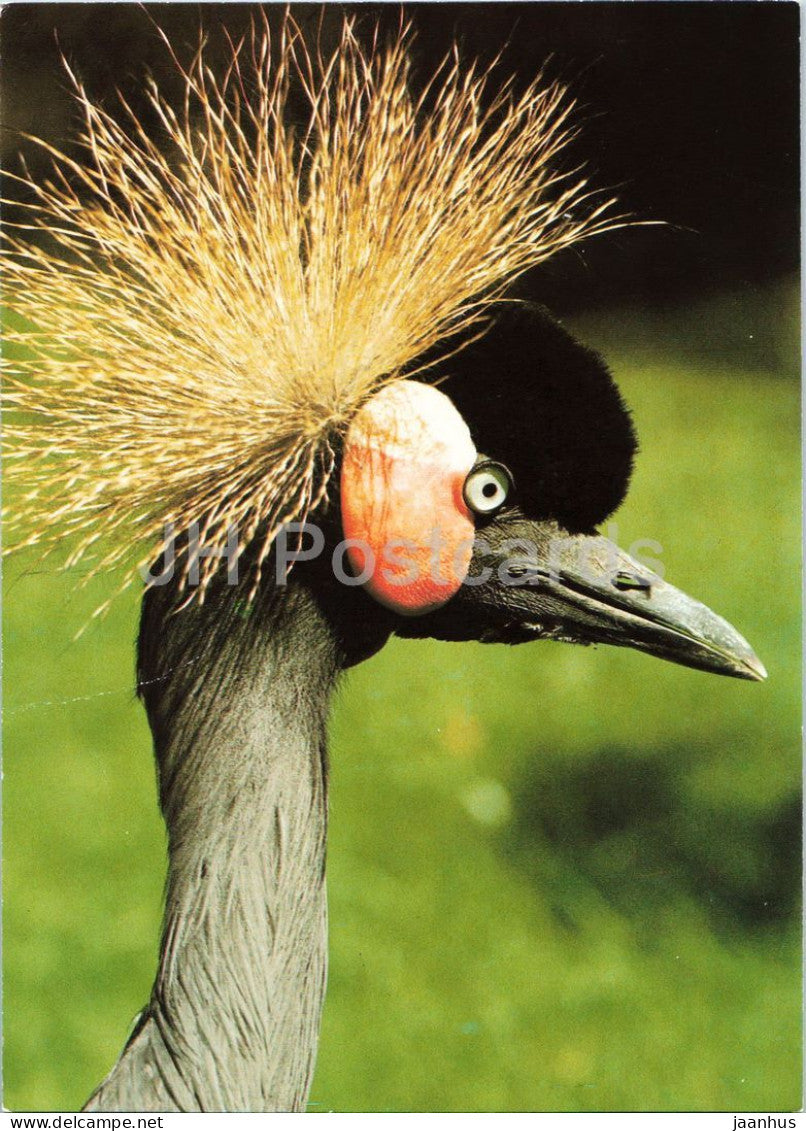 Crowned crane - Balearica pavonina - Prague Zoo birds - 1980s - Czechoslovakia - unused - JH Postcards