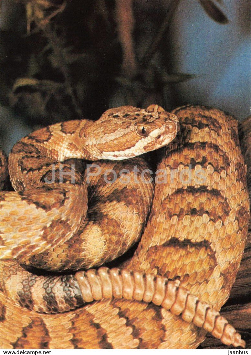Prairie rattlesnake - Crotalus viridis - Prague Zoo animals - 1980s - Czechoslovakia - unused - JH Postcards